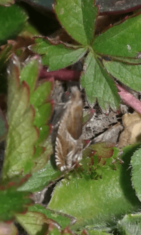 Tortricidae : Ancylis comptana?